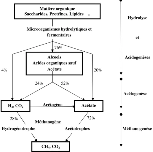 Figure 10. Schéma de la chaîne trophique de la méthanogenèse et ses différentes étapes (Zeikus  1980;  Moletta 1993).