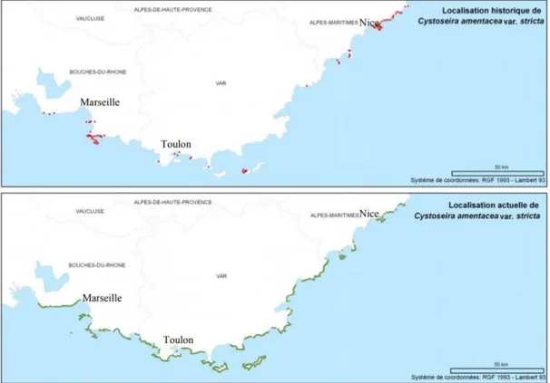 Figure 9 : Carte des localisations historiques (en haut) et actuelles (en bas) de Cystoseira  amentaceae var stricta en region Paca