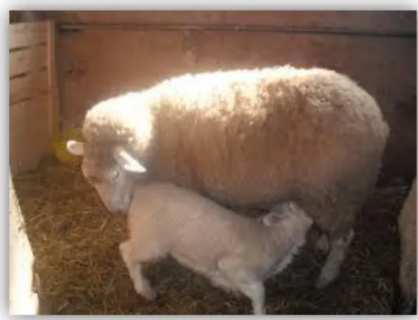 Figure 3 : un agneau qui tète sa mère (https://www.ac-nancy-metz.fr/eco-nicolasdelme/ 