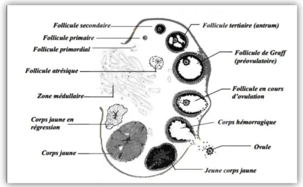 Figure 8 : Coupe transversale d’un ovaire  (Bonnes et al., 1988). 