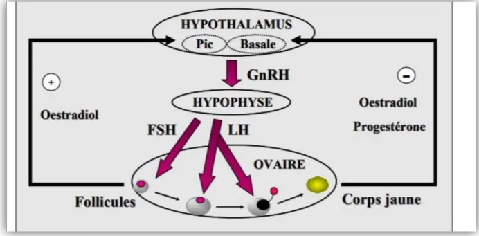 Figure 10 : Régulation hormonale du cycle sexuel. 