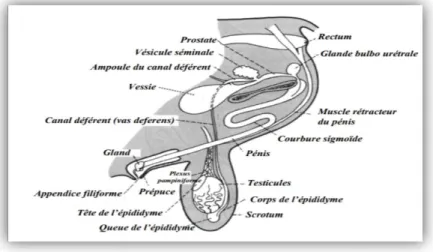 Figure 11 : Système reproducteur du bélier (Evans et Maxwell, 1987). 