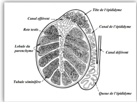 Figure 12 : Coupe verticale d’un testicule (Brice et al., 1995). 