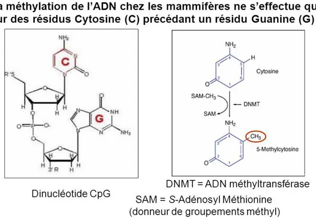 Figure 6 : Réaction de méthylation d’une cytosine par les méthyltransférases de l’ADN
