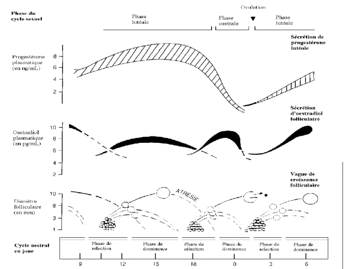 Figure 9 : Vagues de croissance folliculaire et variations hormonales       au cours du cycle œstral de la vache (d’après FIENI et al, 1995)