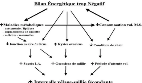 Figure 20 : Effets néfastes sur la reproduction d’un déficit énergétique trop marqué en  début de lactation (CALDWELL, 2003) 