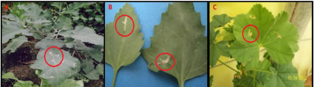 Figure  01.   Signes d’attaque de Tutaabsoluta sur différentes plantes de la région du  sud-est algérien : A-Solanummelongena L