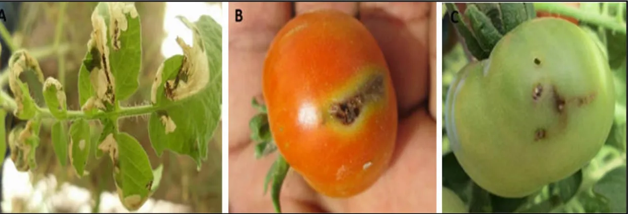 Figure  02.   Dégâts de Tutaabsolutasur tomate : A-  Feuilles. B- Fruit mûr. C- Fruit  vert (Photos originales) 