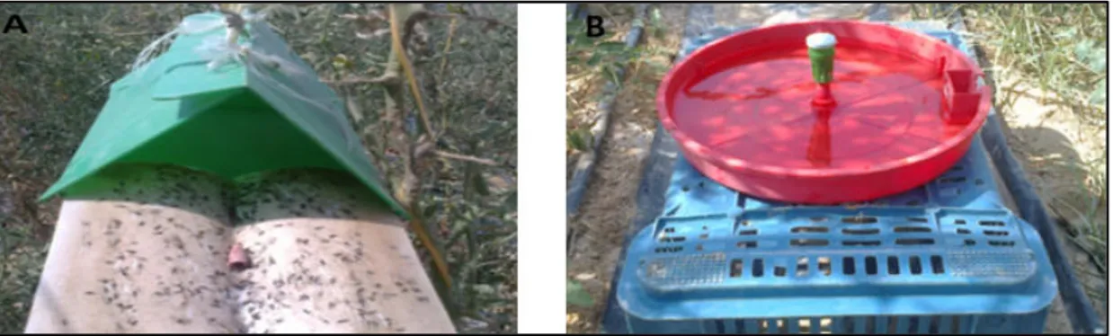 Figure 03. Pièges à phéromone sexuelle employés pour la capture des adultes mâles  de Tutaabsoluta : A- Piège Delta, B- Piège à eau (Photos originales)  2.7.2