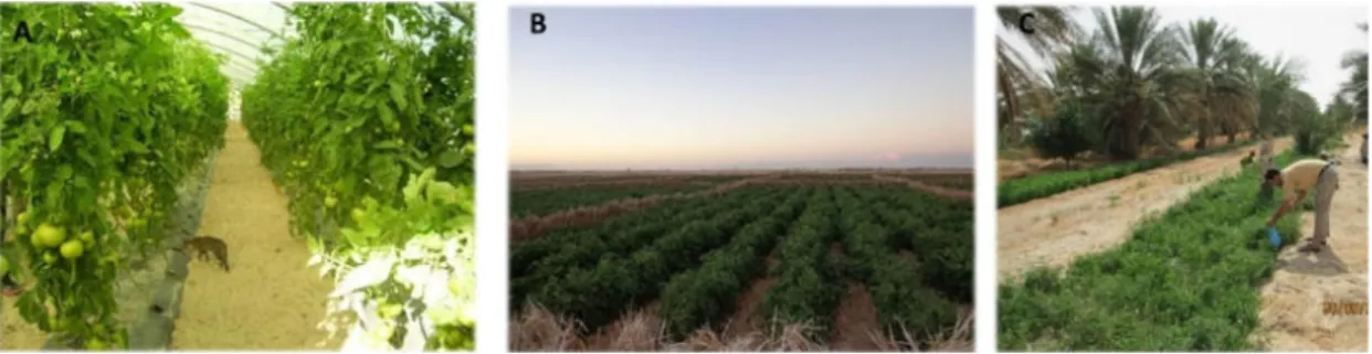 Figure  08.  Différents  types  de  conduite  de  la  tomate  dans  le  sud-est  algérien :  A-  Tomate sous serre (El Oued, mars 2013)