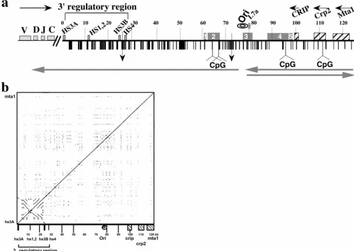 Fig. 1. Structural features of the 125 kb DNA insert of 199M11. (a) Schematic of sequence features of BAC199M11 (GenBank accession no