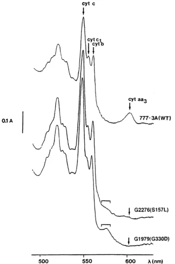 Fig. 2 Autoradiograms of mitochondrial translation products. Cells were pulse-labelled for 60 min with  35 SO 4 in the presence of  cyclo-heximide and mitochondrial membranes were purified and analyzed by an SDS polyacrylamide gel as described in the Mater