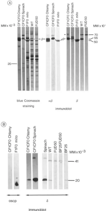 FIG.  4.  Autoradiogram  of  chloroplast  translates  in  thyla-  koid membranes from the W T  and  F  mutant