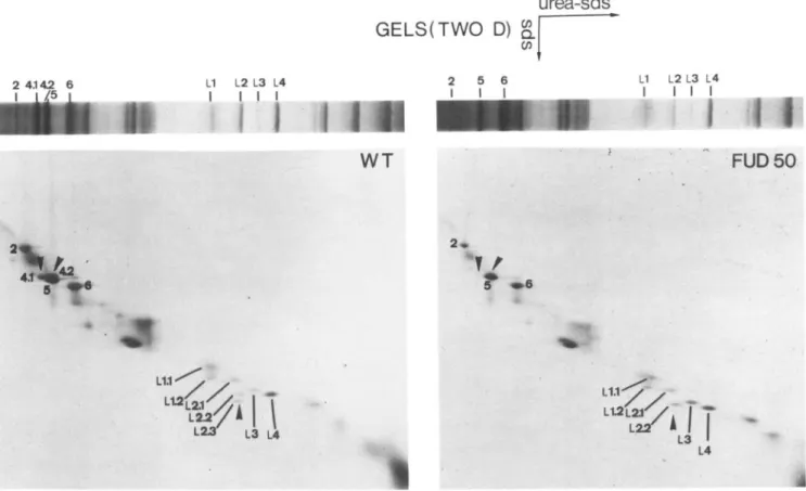 FIG. 5.  Same  as  Fig.  4  using  two-dimensional  SDS-gel  electrophoresis.  First  dimension,  12-18% 