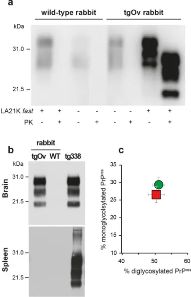 Fig 4. Brain PrP Sc in ovine PrP transgenic rabbit infected with LA21K fast scrapie prions