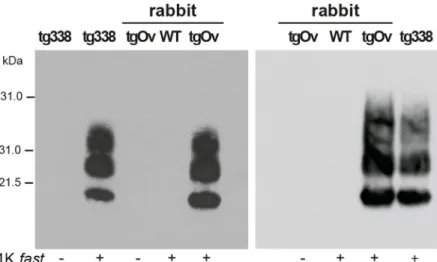Fig 6. Infection of Rov cells with TgOv- and tg338-passaged LA21K fast prions. Western blot analyses for the presence of PrP res in lysates from Rov cells exposed to brain homogenates from WT, tgOv rabbits and tg338 mice that were mock infected or challeng
