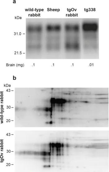 Fig 2. Imunoblot analyses of PrP in the brains of wild-type and ovine PrP transgenic rabbits