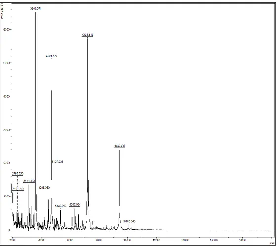 Figure 28 : Spectre de Pediococcus acidilactici BHC6 