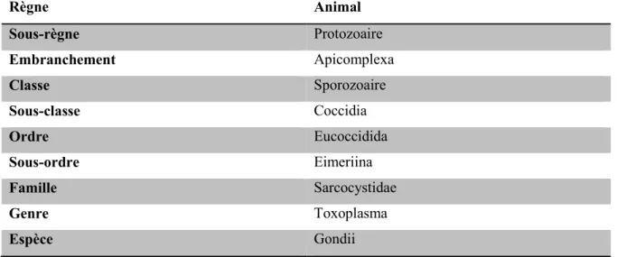 Tableau N°1 :   La position taxonomique du Toxplasma gondii 