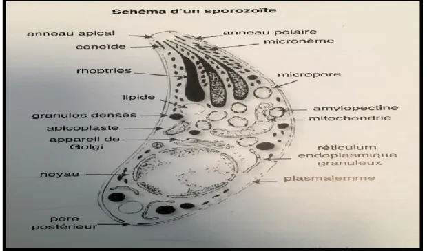 Figure N°3  :  Schéma d’un Sporozoїte (Dubet et al., 1998) 