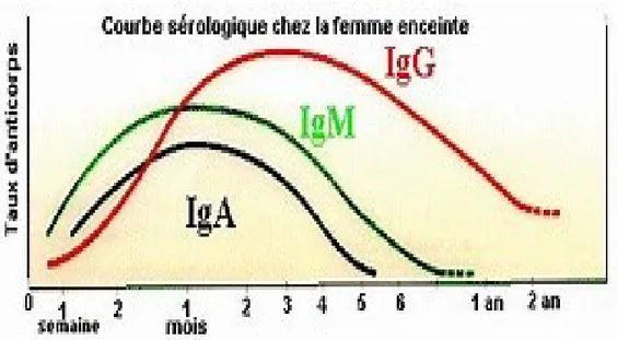 Figure N°6 : Courbe sérologique chez la femme enceinte (AMBROISE, 1998) 