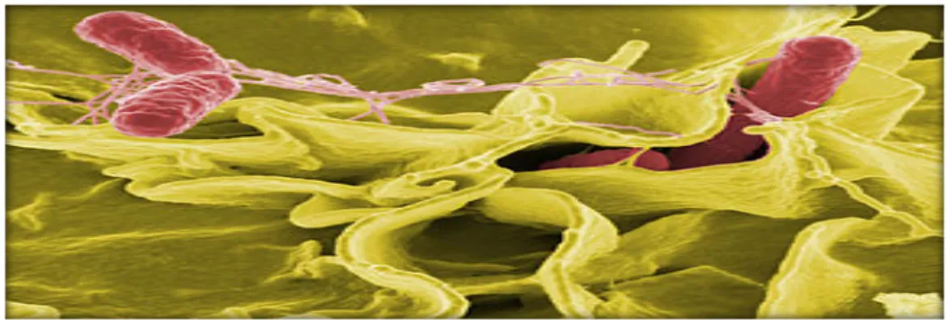 Figure N°05 : Salmonella typhimurium, en rouge, sur une culture de  cellules humaines (Joffin et Joffin, 2010)