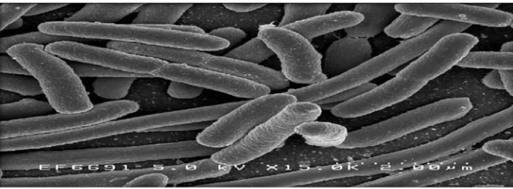 Figure N°06: Escherichia coli coloré au microscope électrique à  balayage (MEB) agrandissement (x8600) (Joffin et Joffin, 2010)