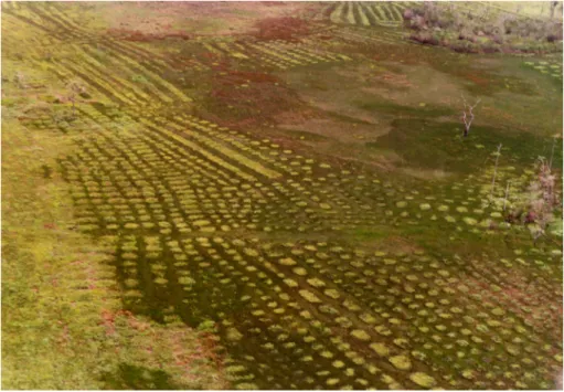 Figure 5 – Raised fields in the Karouabo area, central coast of French Guiana (photo S