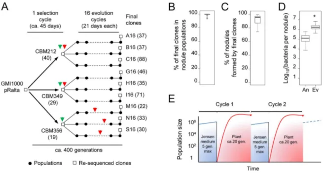 Figure 1. Experimental evolution of R. solanacearum into Mimosa symbionts. (A) R. solanacearum GMI1000 containing the C