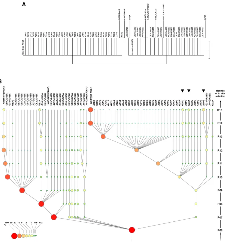 Figure 3. Classical phylogenetic tree and empirical genealogical evolutionary (EGE) tree of the ACE4 family