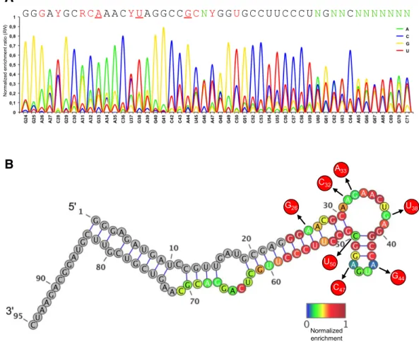 Figure 5. Evolution of nucleotide frequencies per position during doped-SELEX. (A) Normalized enrichment ratio (RN) for each base per position after four rounds of doped SELEX
