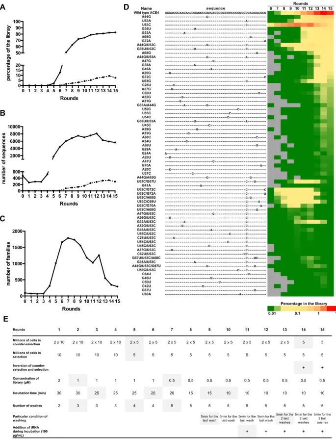 Figure 1. Evolution of the library and ACE4 family during the cell-SELEX. (A) Percentage of the library that is composed of sequences with a frequency