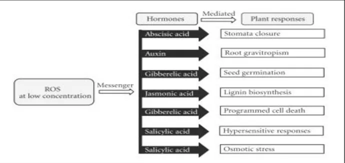 Figure 11 : ROS, messagers dans des réponses hormonales aux stress chez les plantes          (Sharma et al., 2012) 