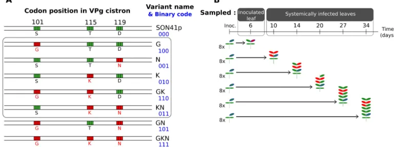 Fig 1. Virus variants inoculated to pepper plants and sampling protocol. (A) The five virus variants (in the gray box) were derived from the SON41p PVY clone and differed only at codon positions 101, 115 and 119 of the VPg cistron