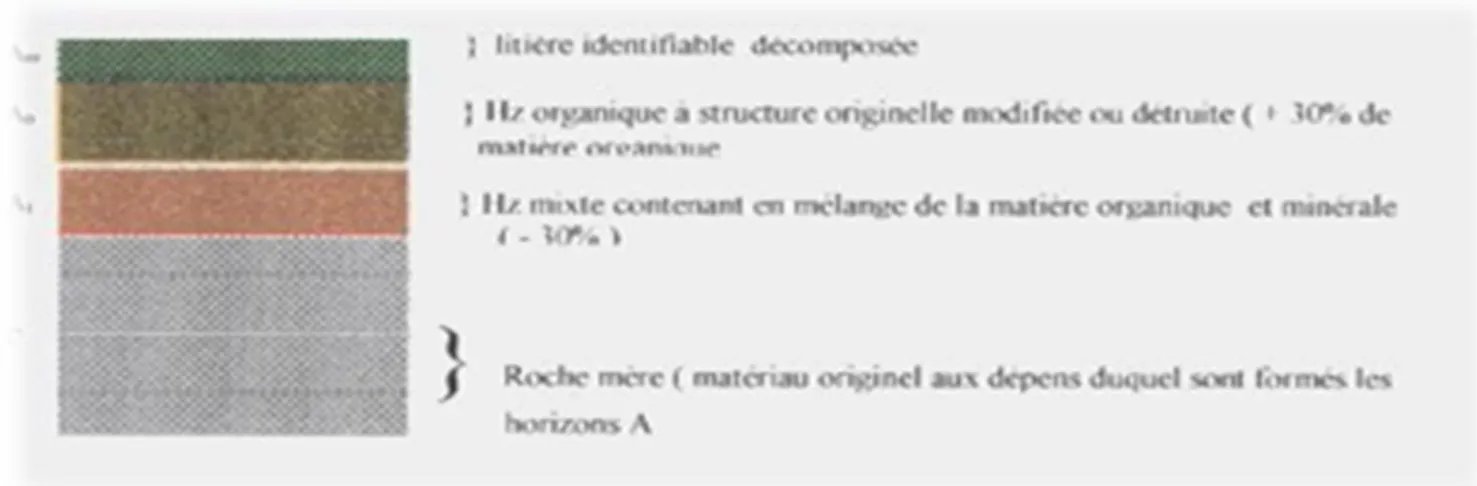 Figure n° 5: Sol peu évolué d’apport colluvial.