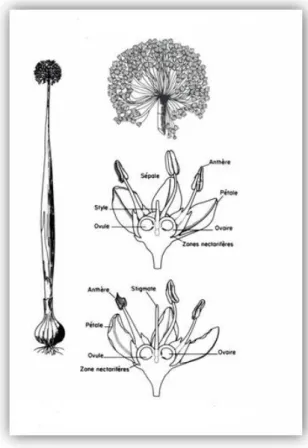 Figure 2 Fleur d'oignon 