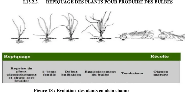 Figure 18 ; Evolution  des plants en plein champ 