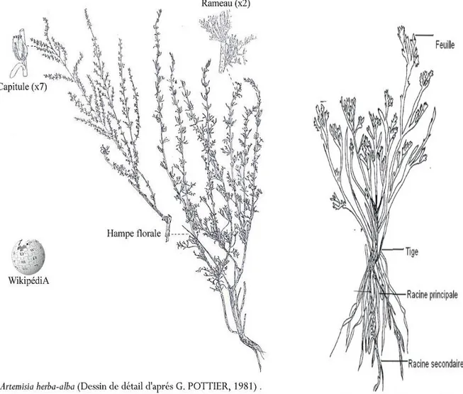 Figure 4 : Dessin de détail d’après G.POTTER, 1981 d’Artémisia herba alba 