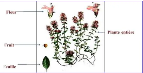 Figure 03: Aspects morphologiques de T. vulgaris L (Iserin, 2001). 