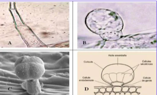 Figure 09: Diversité des structures de sécrétion des huiles essentielles. (A): poil sécréteur de  Mentha pulegium, (B): trichome glandulaire de Mentha pulegium, (C): trichome glandulaire 