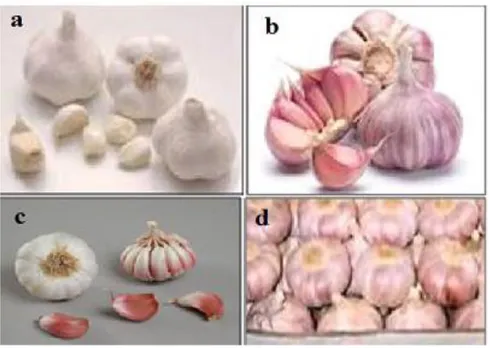 Figure 7: Les différentes variétés de l’A. sativum classer selon la couleur. (a Blanc, b violet,c  Rouge, d Rose) 