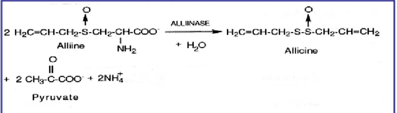Figure 09: Transformation de l’alliine en allicine. 