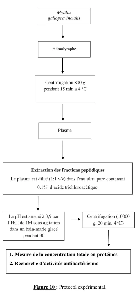 Figure 10 : Protocol expérimental.  