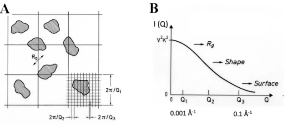 Fig. 7. (A) Schematic representation of a two-dimensional sample, showing different degrees of spatial  resolution as a function of Q and (B) the corresponding regions of the form factor (I(Q) = P(Q)) curve