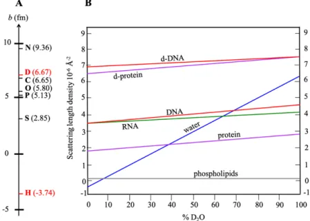 Fig. 5. (A) Coherent scattering lengths, in fm (1 fm = 10 -13  cm) of the main atoms present in biological  molecules