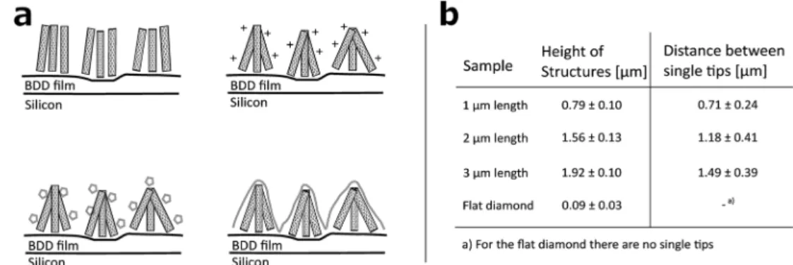 Fig. 1 (a) Sketch of DCNT production: top left: growth of CNTs on BDD ﬁ lm. Top right: hydrophilisation of CNTs