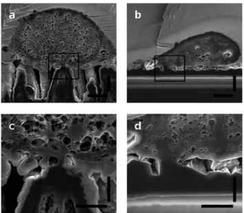 Fig. 6 (a) SEM picture of 1 m m DCNT sample for estimation of theo- theo-retical attachment, light blue: surface area of tips
