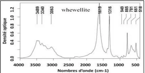 Figure 26.  Spectre infrarouge  référentielle d’oxalate de calcium monohydraté  (whewellite)  (Daudon et al, 2012)