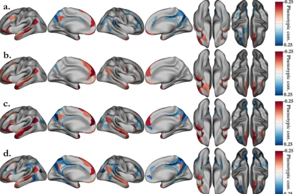 Figure 4.  Significant phenotypic correlations between the grayordinate activations of the STORY-MATH  contrast and the NIH behavioral scores