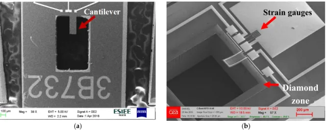 Figure 2. SEM images of polycrystalline diamond micro-cantilevers (a) Previous version; (b) New  version